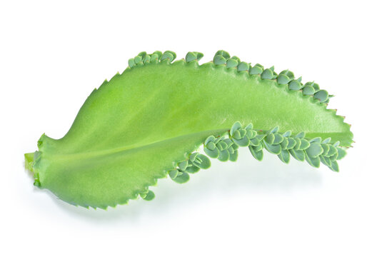 Kalanchoe pinnata green leave isolated on white background. This has clipping path.