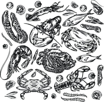 Vector illustration of different seafood.