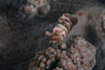 Humpback Soft Coral Shrimp (Hippolyte dossena). Underwater macro photography from Romblon, Philippines