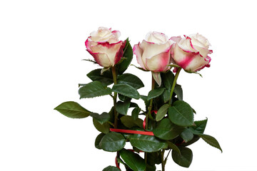 White-red rose with green petals on a white isolated background