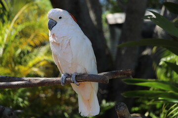 White cockatoo perched on a branch