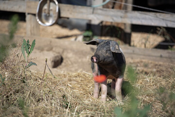 Glückliches Schwein auf dem Land