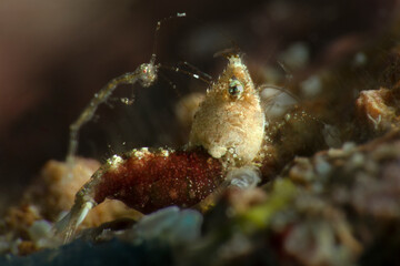 Sashimi Shrimp (Thorella cobourgi). Underwater macro photography from Romblon, Philippines