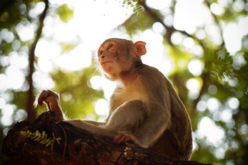 Fototapeta premium Monkey sitting on the branch