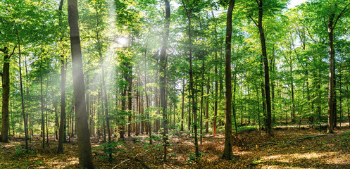Fototapeta premium Silent Forest in spring with beautiful bright sun rays