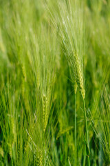 Ears of rye on a background of rye field at the golden hour in Ukraine. Copy space. Vertical image.