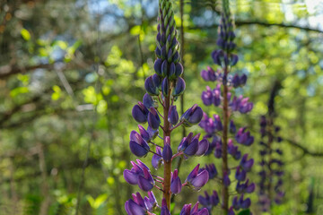 Purple lupine in full bloom in the wild on a sunny day in Ukraine. Copy space.