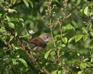 Common whitethroat,Sylvia communis