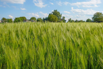 Fototapeta premium Rye field at the golden hour on the background of the Ukrainian village. Copy space.