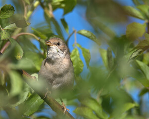 Common whitethroat,Sylvia communis