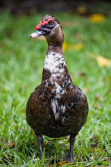 portrait of a Muscovy Duck - Florida wildlife