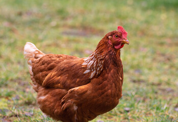 free range chicken on a farm