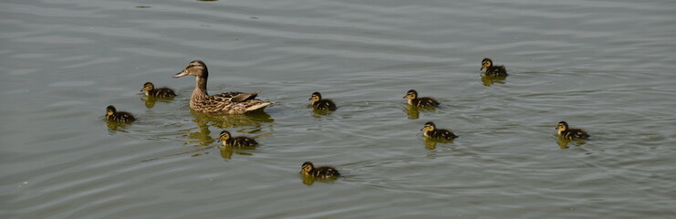 female mallard duck and her babies