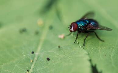 Naklejka premium fly on leaf