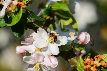 Obraz premium Abeille autour du pommier
