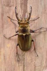 stag beetle on a tree trunk