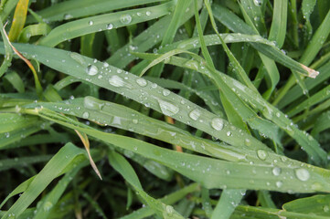 green leaves wet with raindrops close up view