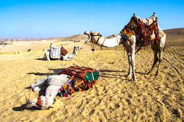 Camel in the desert at the Great Pyramid of Giza, UNESCO World Heritage site, Cairo, Egypt.