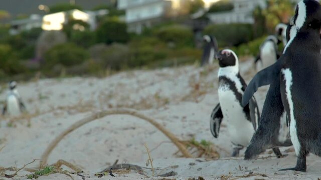 African penguin ( Spheniscus demersus) also known as the jackass penguin and black-footed penguin. South Africa