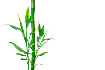 Fototapeta na wymiar Bamboo with place for text. Background for banner, poster and web