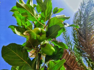Apple fruit in garden on sahara desert of Algeria