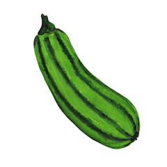 Squash, vegetable marrow, gourd. Oblong shape fruit. Green, yellow, gray rind with stripes. Autumn harvest. Hand drawn illustration.
