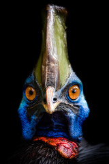 Portrait of a southern cassowary
