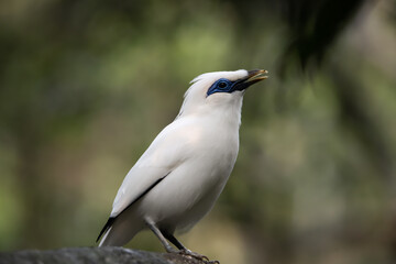 Bali myna