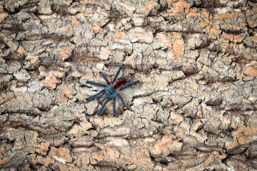 Avicularia avicularia tarantula on wood