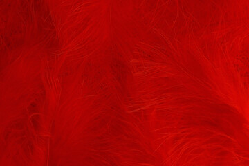 Red background from Red retro feathers from a boa