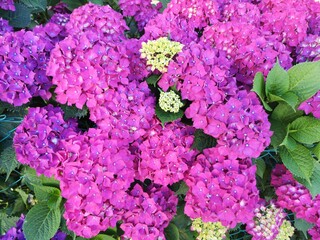pink hydrangea flowers