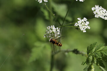Beautiful Hoverfly on a white flower in the forest