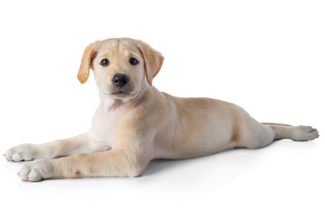 Puppy Labrador Retriever dog laying and practice patience while training- isolated on white...