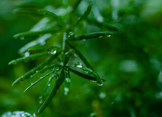 Fototapeta na wymiar water drops on a leaf