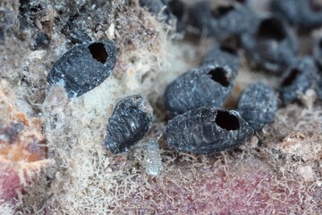 Colony of Woolly apple aphids or American blight (Eriosoma lanigerum) killed by a parasitoid wasp Aphelinus mali and young aphids. It is important pest of apple trees in orchards.
