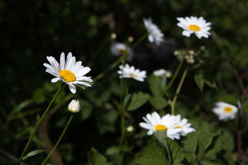 Large daisy like flowers in a UK woodland.