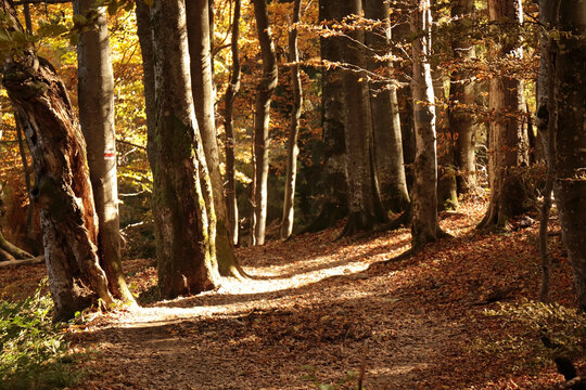 Colorful autumn beech forest, Bieszczady Mountains © Dariusz