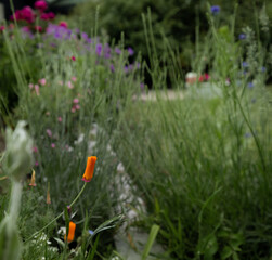 Bokeh Image Of California Poppy Blossoming In Danish Garden