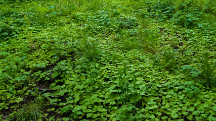 Long grass and Alliaria petiolata green leaves in the forest