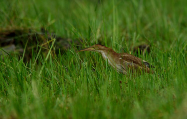 yellow bittern bird in habitat
