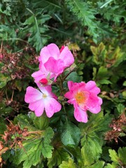 pink flower nature grass green season field plant natural light background
