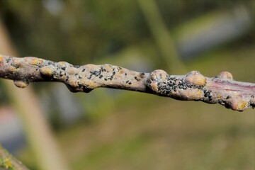 Characteristic damage to apple shoot caused by feeding by Woolly apple aphids or American blight (Eriosoma lanigerum). It is important pest of apple trees in orchards.
