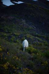 A white rocky mountain goat at Mt. Baker-Snoqualmie National Forest near snow melt. 