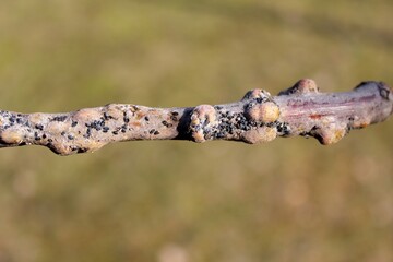 Characteristic damage to apple shoot caused by feeding by Woolly apple aphids or American blight (Eriosoma lanigerum). It is important pest of apple trees in orchards.