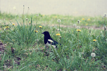 Pie vue de profil . © Richard