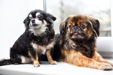 Fototapeta na wymiar Two Chihuahua and Pekingese dogs are resting on a white windowsill in an apartment.
