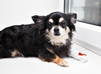 A dog with a bandaged paw in the blood lies on the windowsill.Wounded front leg of the dog.Chihuahua.