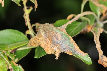 Yponomeuta or formerly Hyponomeuta malinellus the apple ermine, is a moth of the family Yponomeutidae pest in orchards.