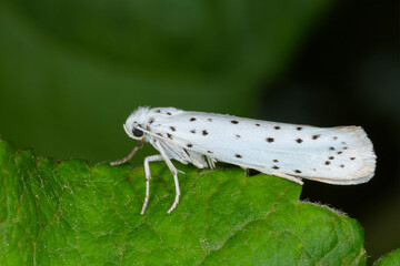 Yponomeuta or formerly Hyponomeuta malinellus the apple ermine, is a moth of the family...