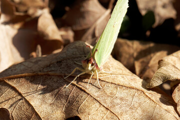 A Brimstone sitting on dried leaves.